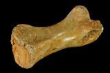 Fossil Theropod Phalange (Toe Bone) - Morocco #144819-3